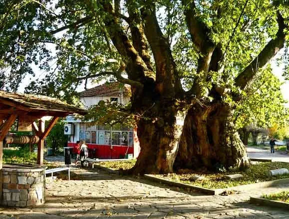 THE ANCIENT PLANE TREES IN THE VILLAGE OF GARMEN